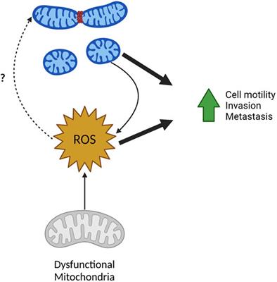 Mitochondrial Fission and Fusion in Tumor Progression to Metastasis